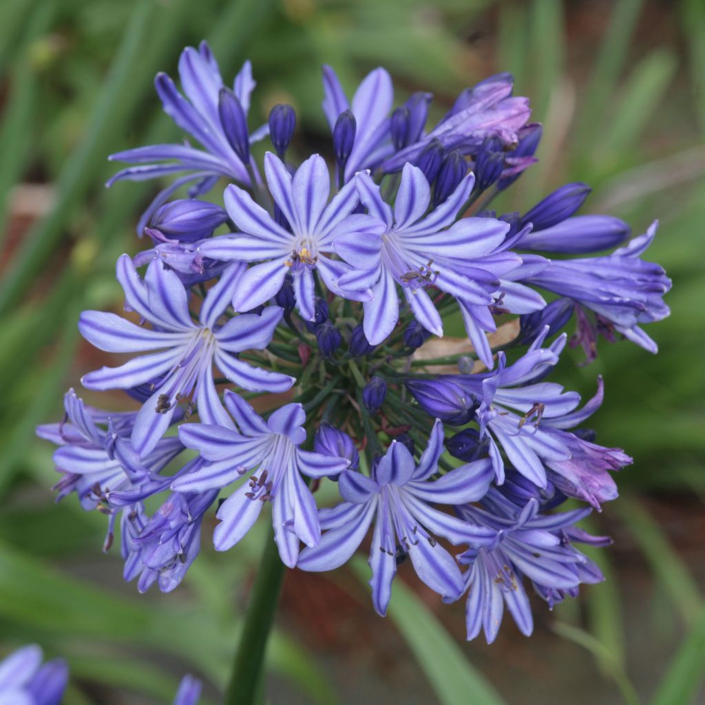 Agapanthe - Agapanthus Northern Star