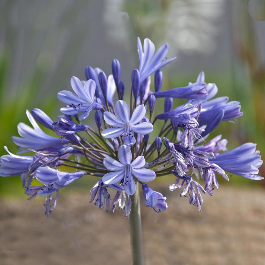 Agapanthus Pretty Sandy - Schmucklilie