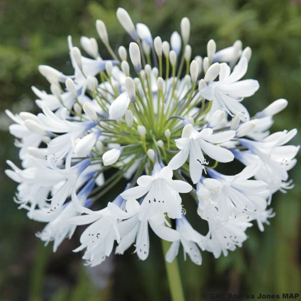 Agapanthus Queen Mum - Schmucklilie