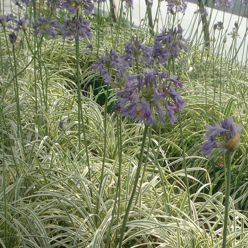 Agapanthus Silver Moon - Schmucklilie