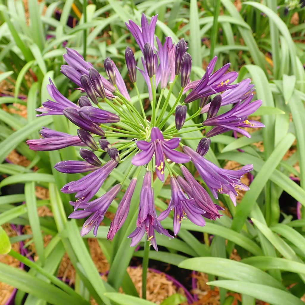 Agapanthus Pitchoune Violet - Schmucklilie