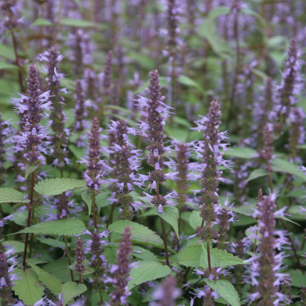 Agastache rugosa After Eight - Duftnessel