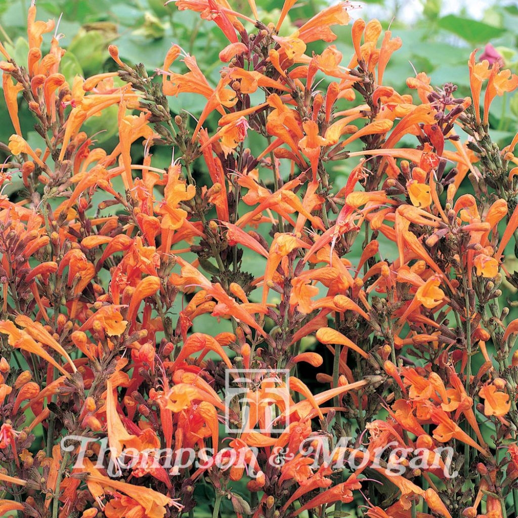 Agastache aurantiaca Apricot Sprite (Samen) - Duftnessel