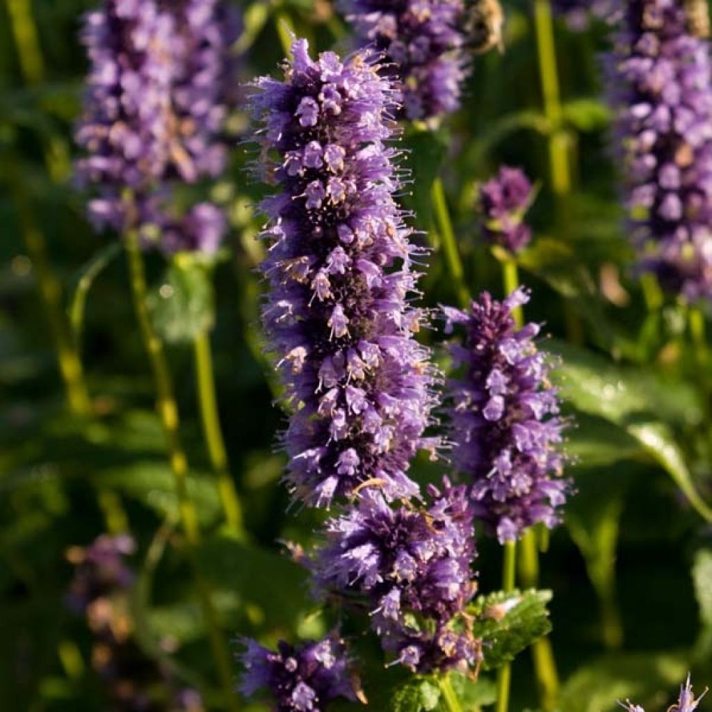 Agastache foeniculum Black Adder - Duftnessel