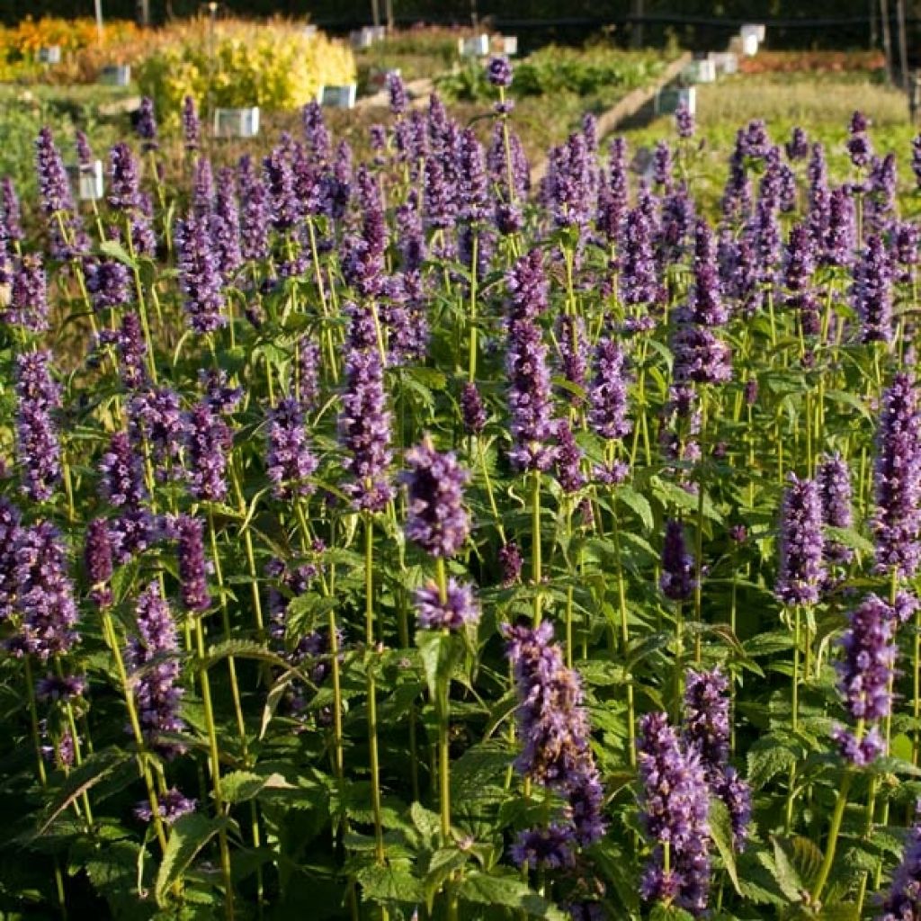 Agastache Black Adder