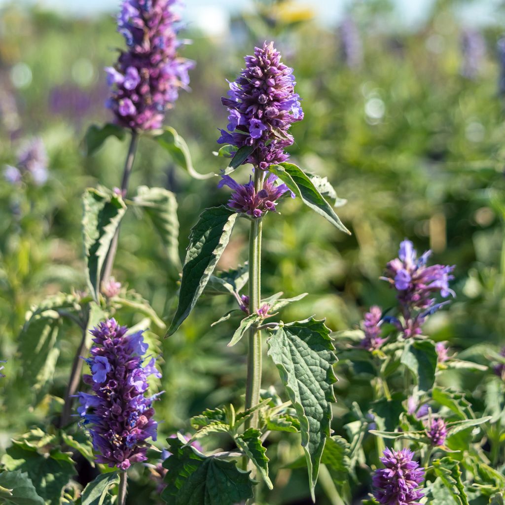 Agastache Blue Boa - Duftnessel