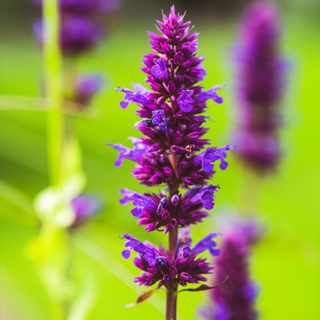 Agastache Blue Boa - Duftnessel