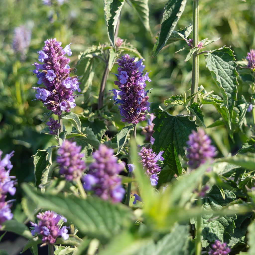 Agastache Blue Boa - Duftnessel