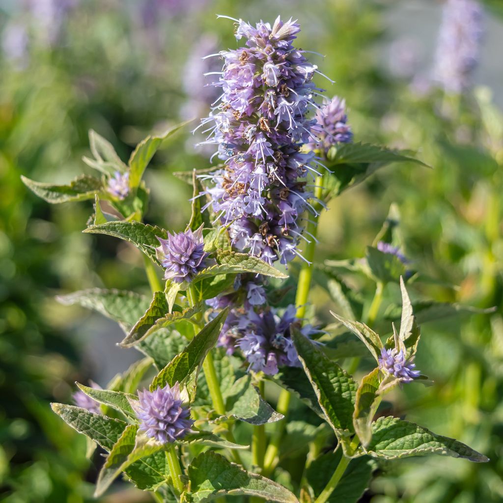 Agastache Blue Boa - Duftnessel