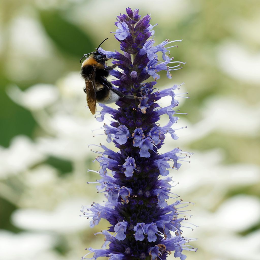 Agastache Blue Fortune - Duftnessel