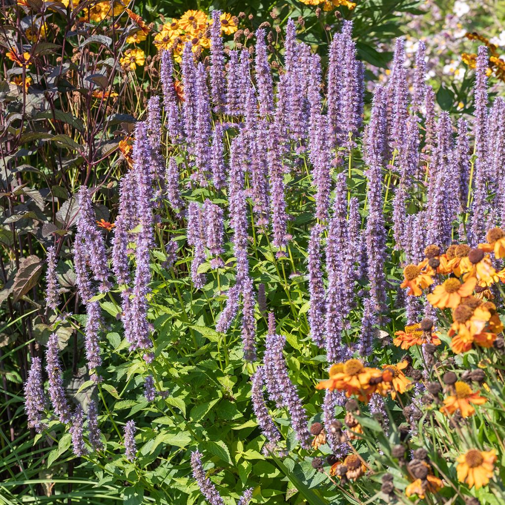 Agastache Blue Fortune - Duftnessel