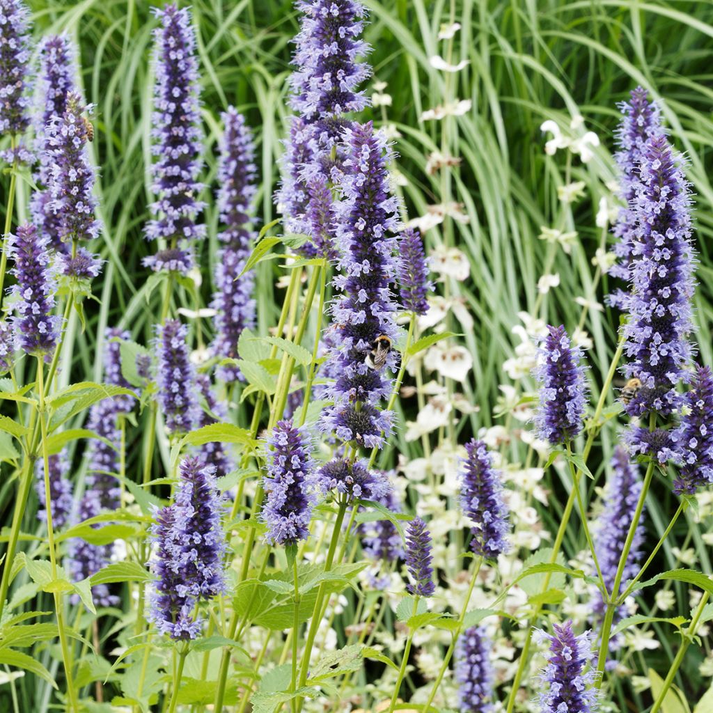 Agastache Blue Fortune - Duftnessel