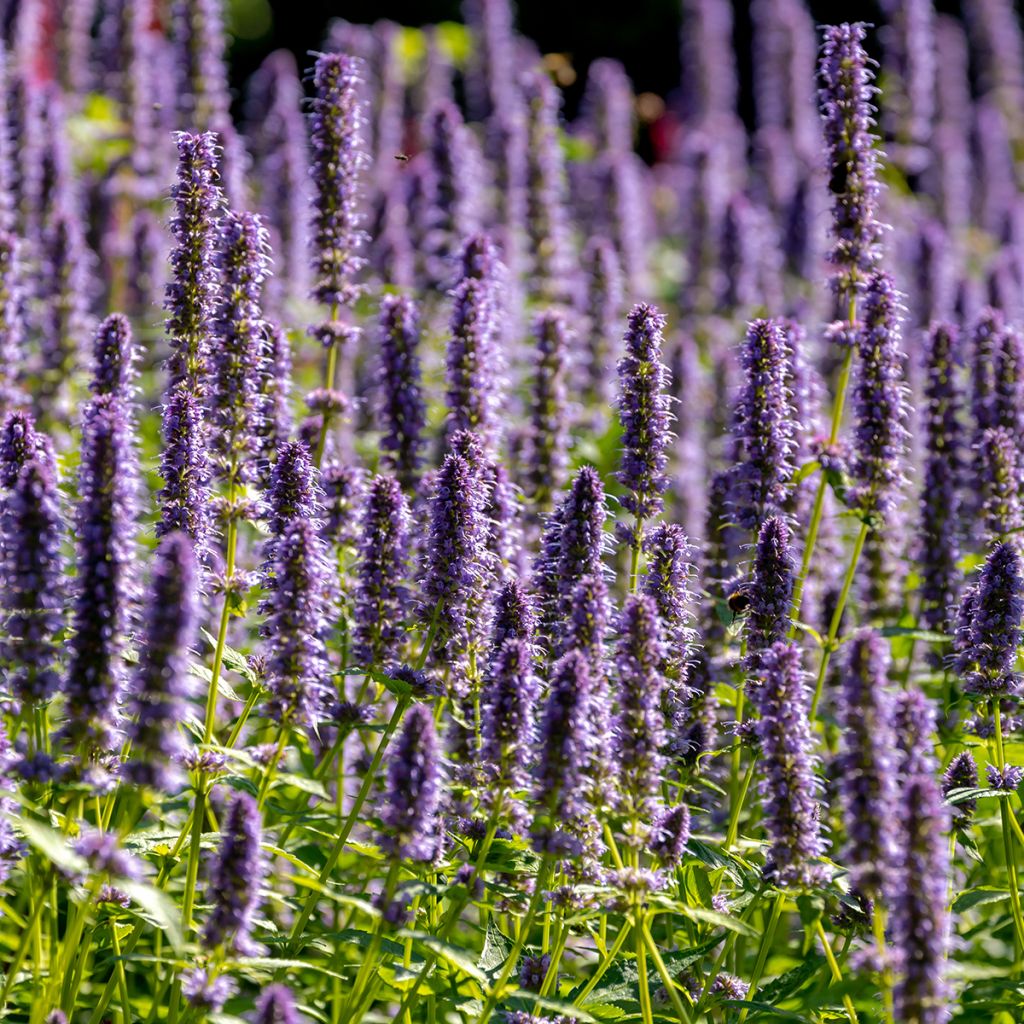 Agastache Blue Fortune - Duftnessel