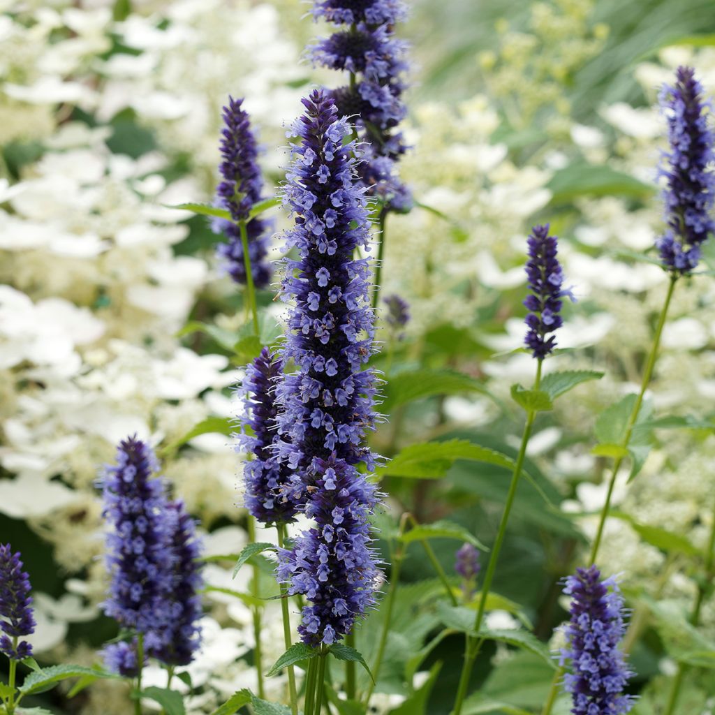 Agastache Blue Fortune - Duftnessel