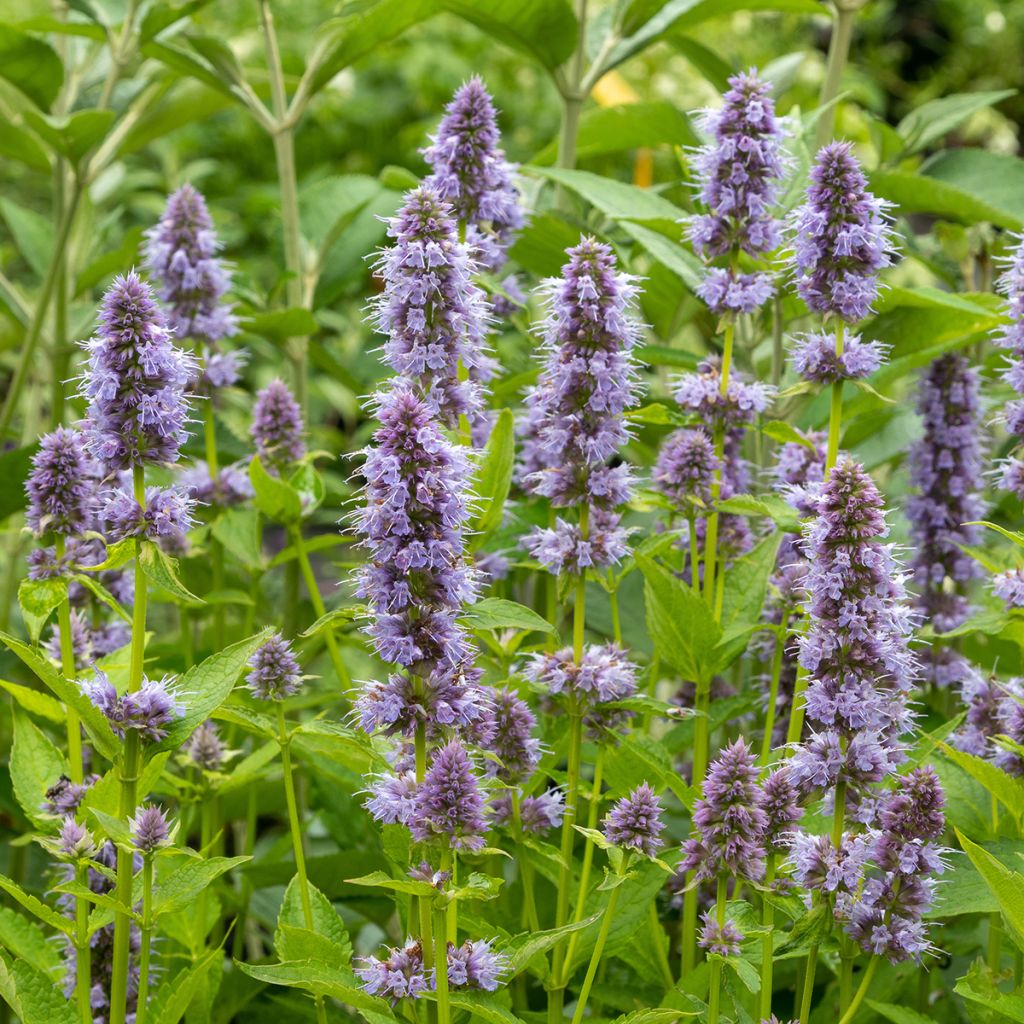 Agastache Blue Fortune - Duftnessel