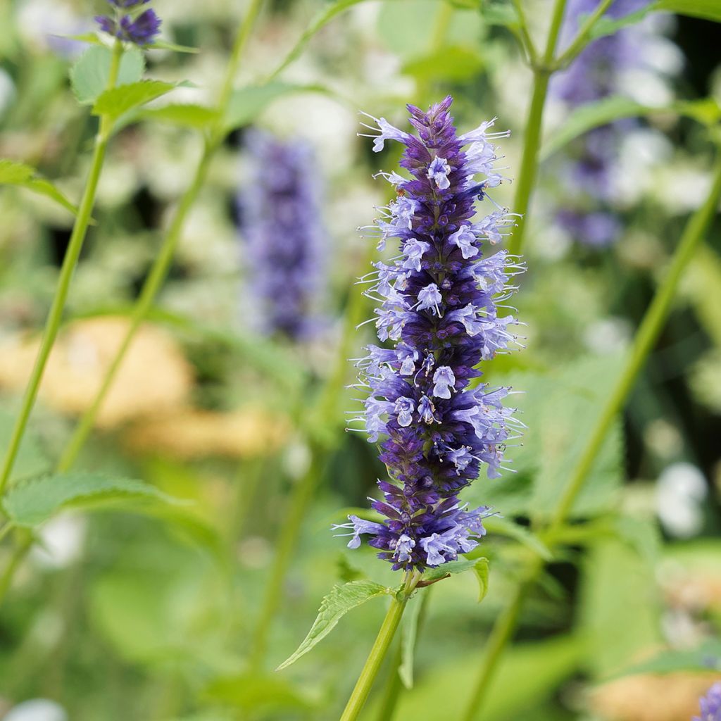 Agastache Blue Fortune - Duftnessel