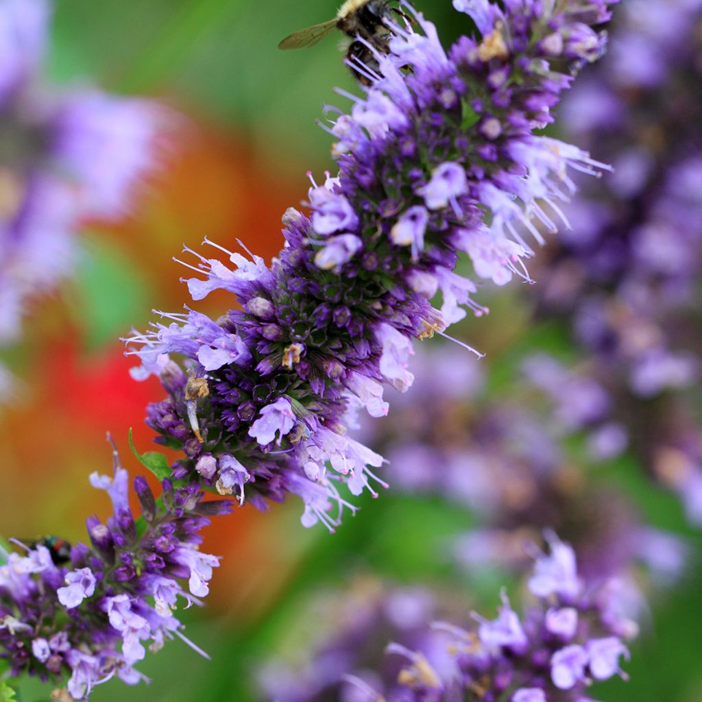 Agastache Blue Fortune - Duftnessel