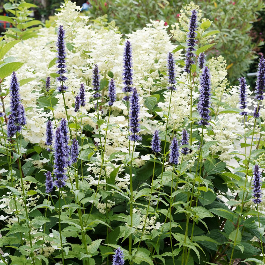 Agastache Blue Fortune - Duftnessel