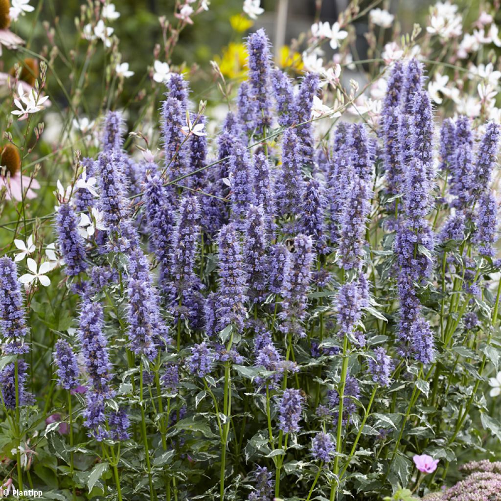 Agastache Crazy Fortune - Duftnessel