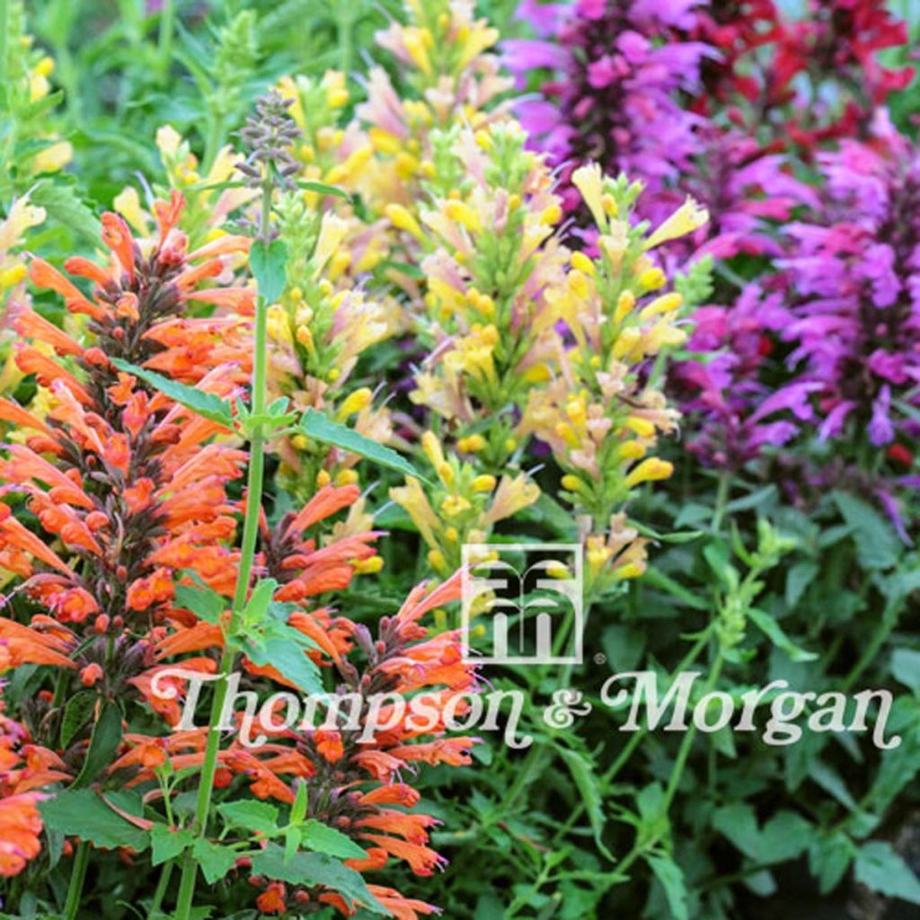 Agastache aurantiaca Fragrant Mixed (Samen) - Duftnessel