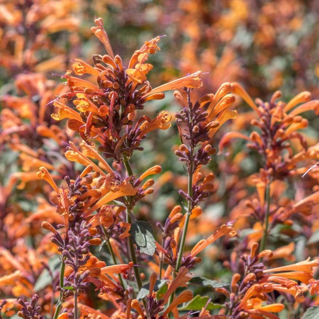 Agastache Kudos Mandarin - Duftnessel