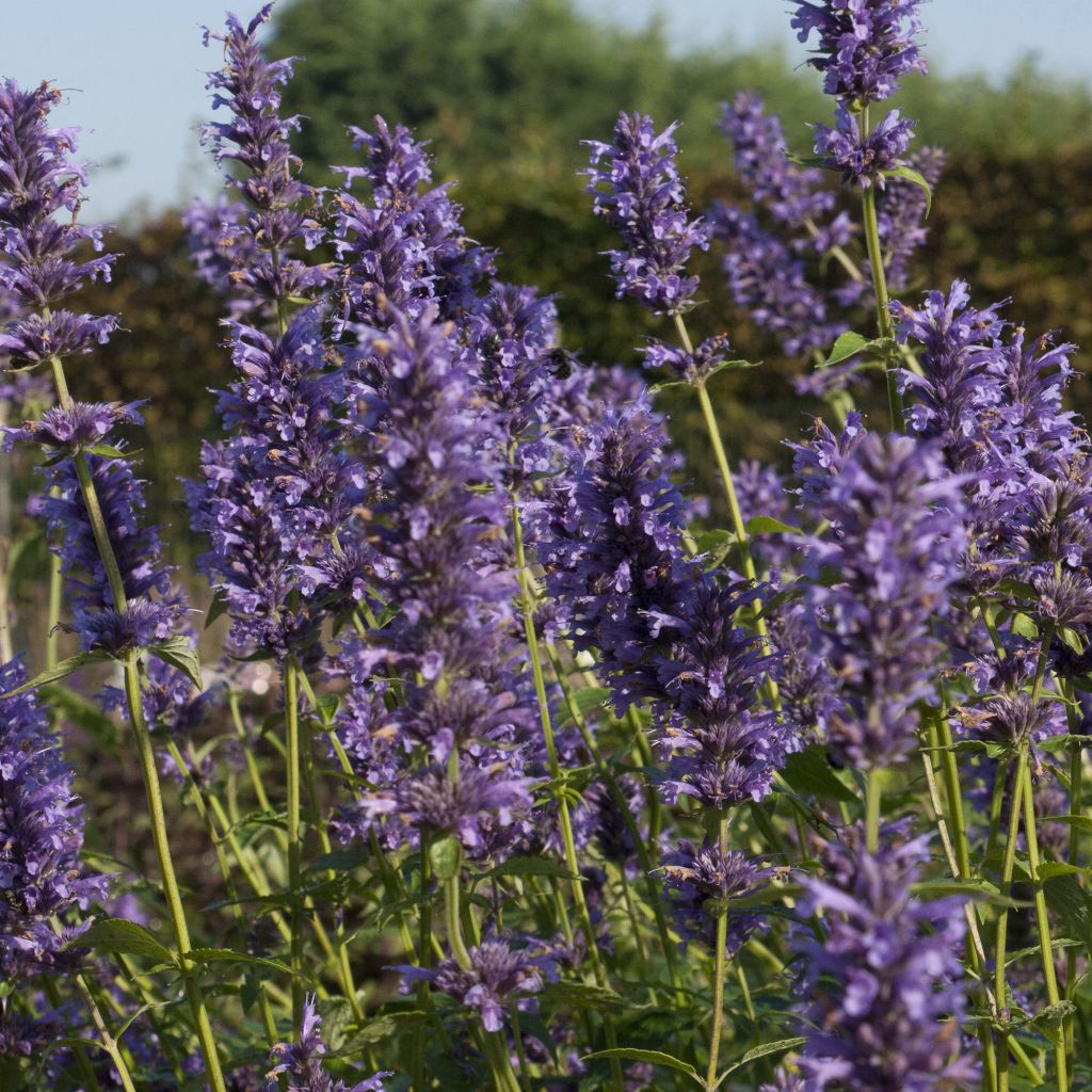 Agastache Serpentine - Agastache hybride