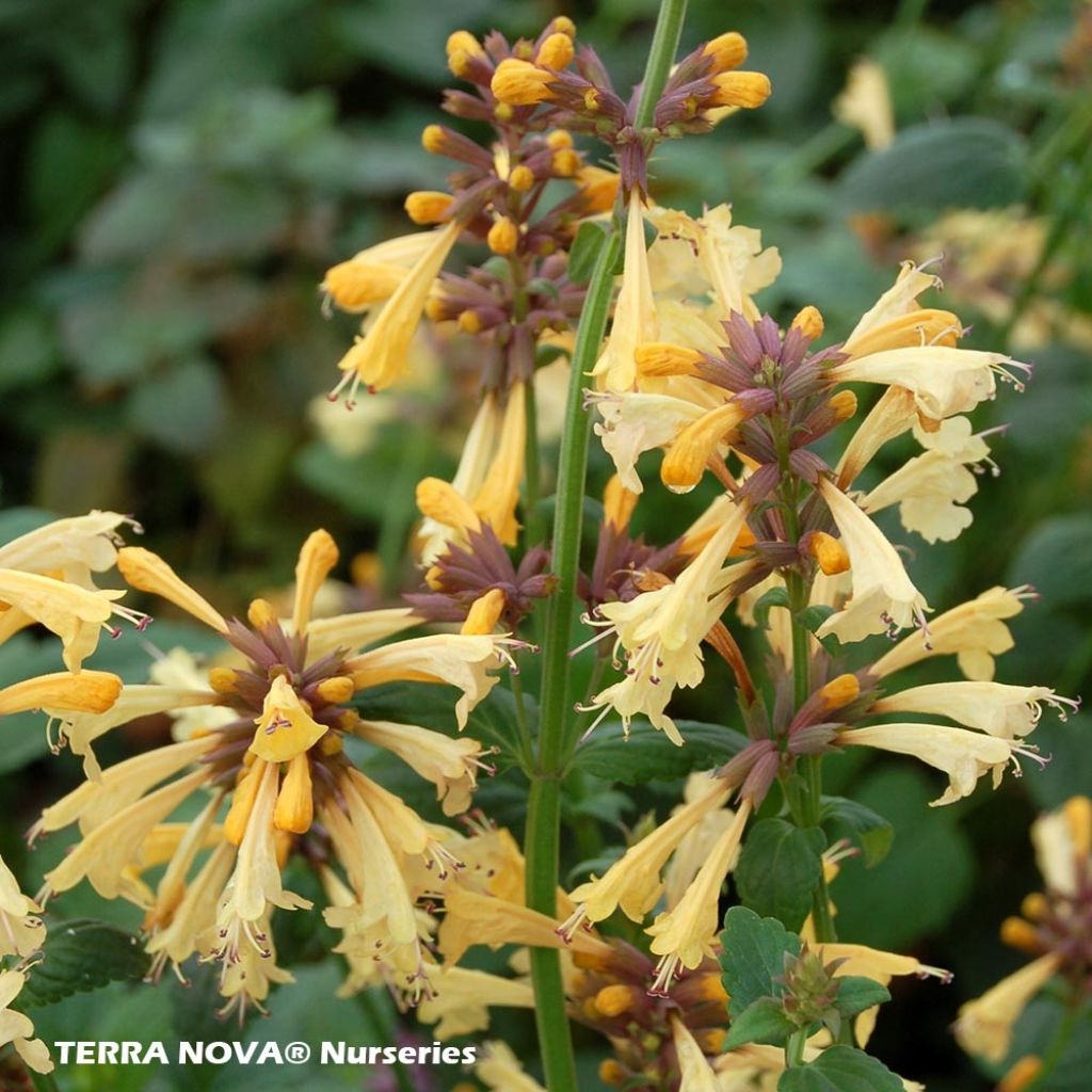 Agastache Summer Glow - Duftnessel