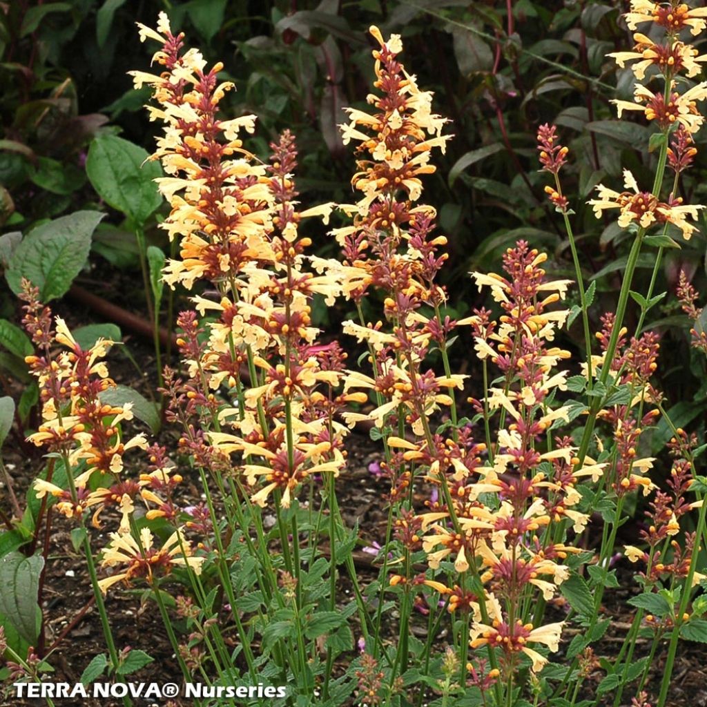 Agastache Summer Glow