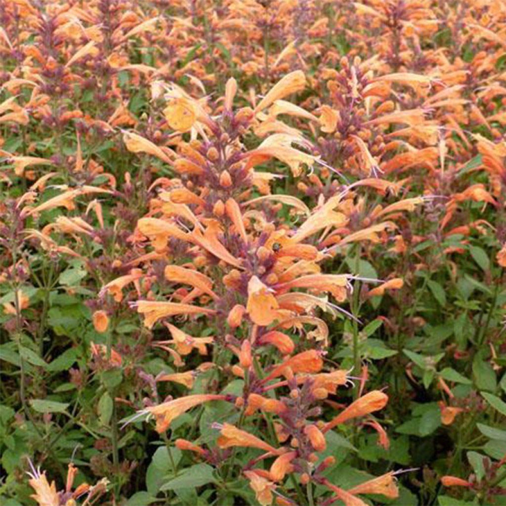 Agastache Summer Sunset - Duftnessel