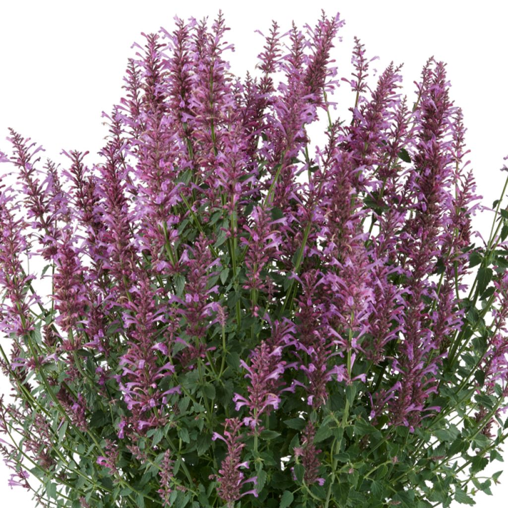 Agastache Sunny Sparks Pink Improved - Duftnessel