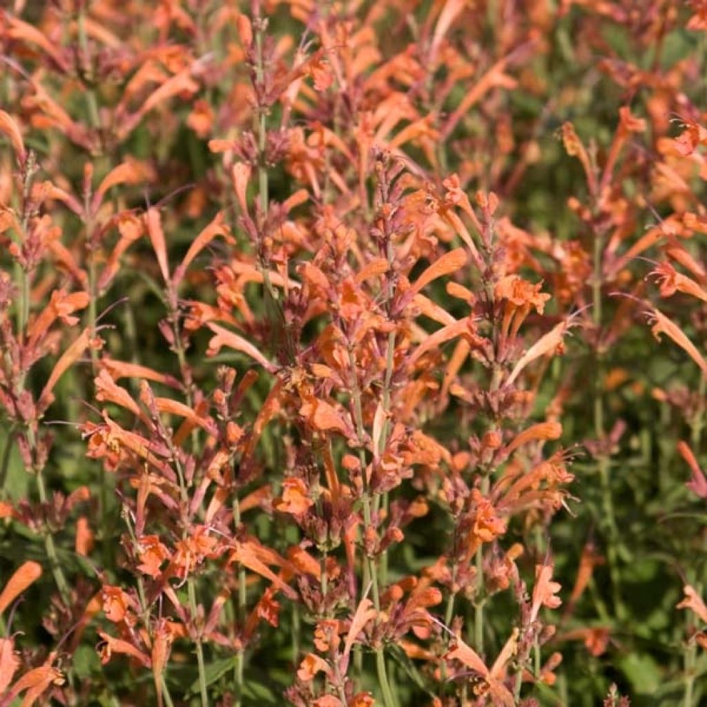 Agastache barberi Firebird - Duftnessel