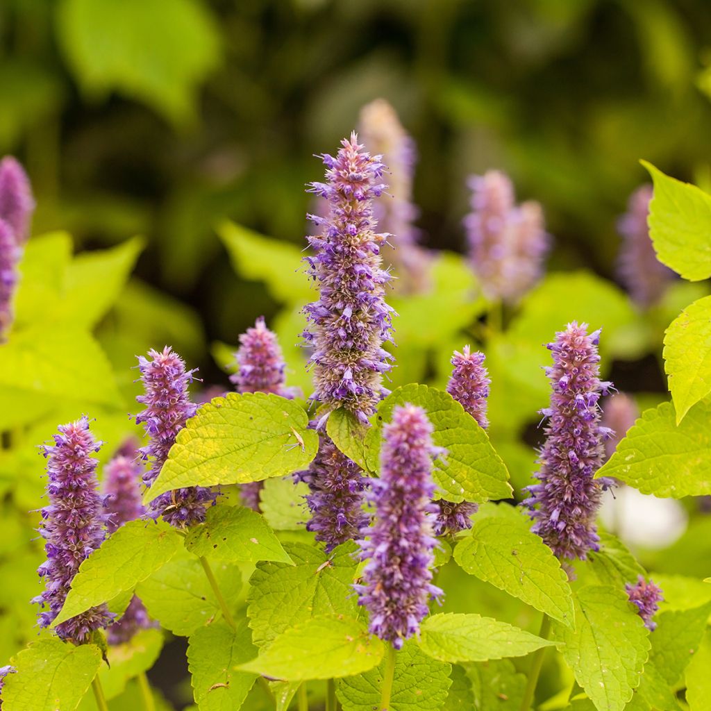 Agastache foeniculum Golden Jubilee - Duftnessel