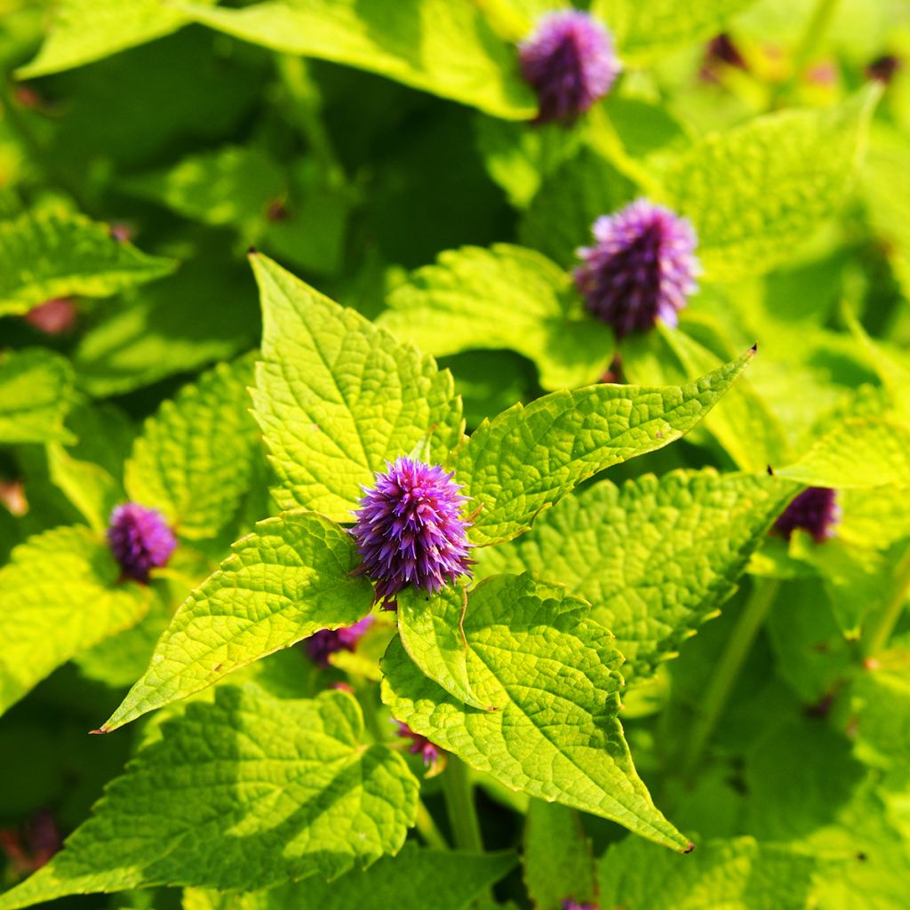 Agastache foeniculum Golden Jubilee - Duftnessel