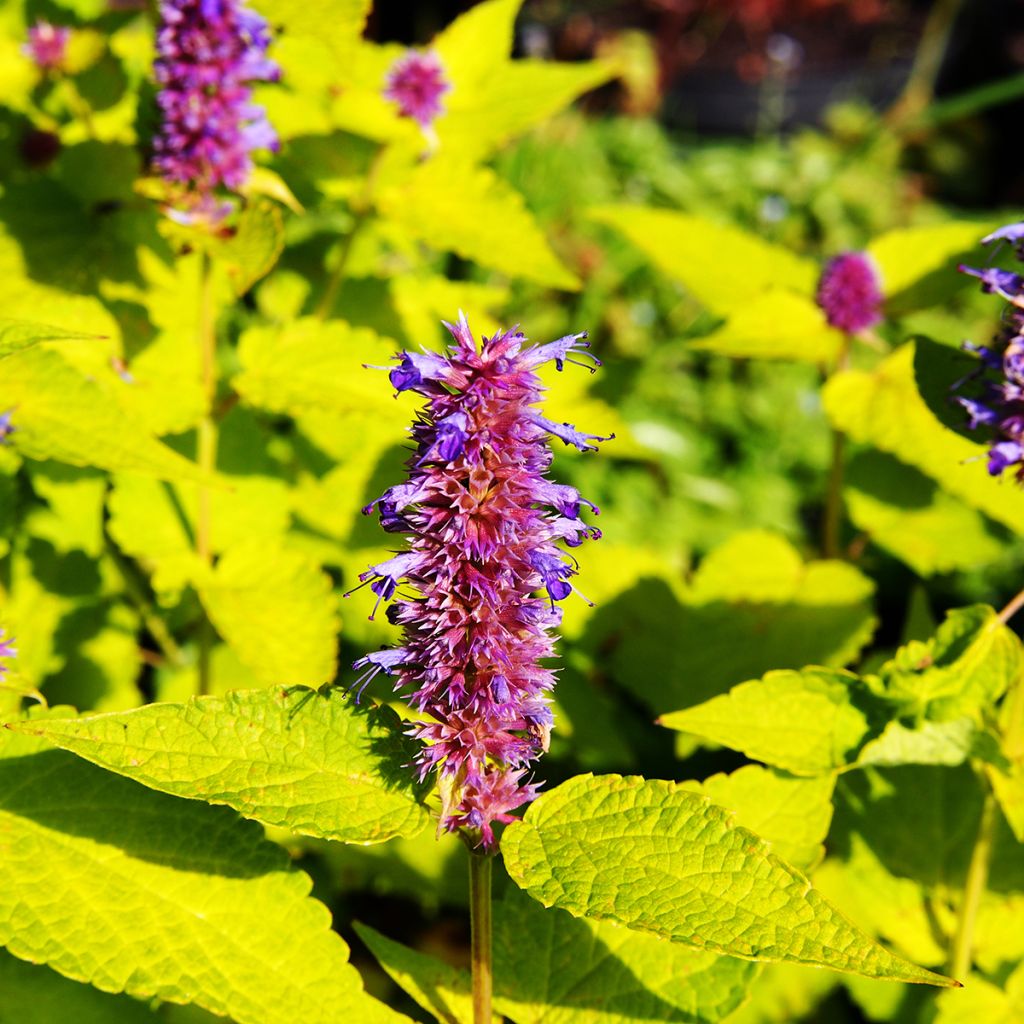 Agastache foeniculum Golden Jubilee - Duftnessel