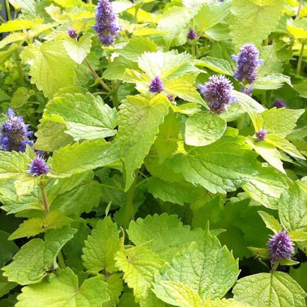 Agastache foeniculum Golden Jubilee - Duftnessel