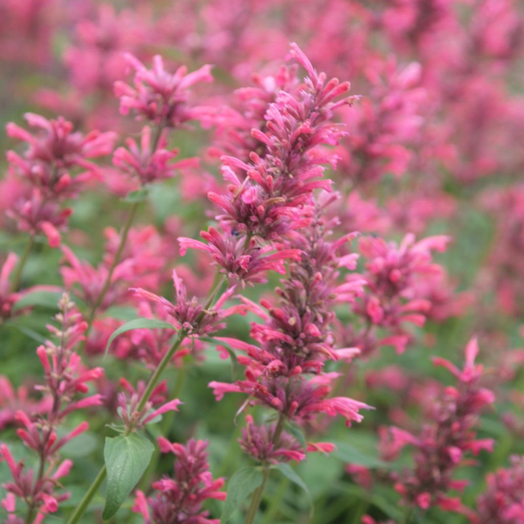 Agastache mexicana Red Fortune - Duftnessel