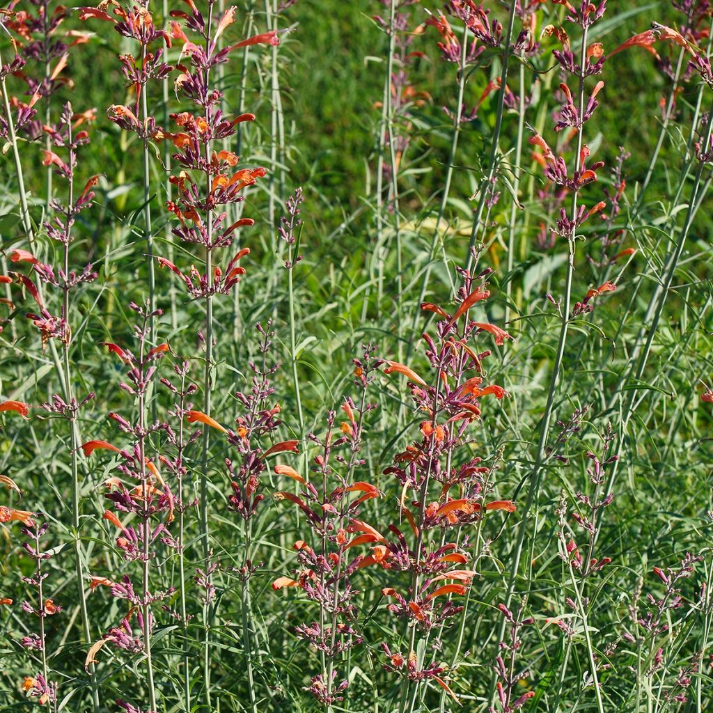 Agastache rupestris - Duftnessel