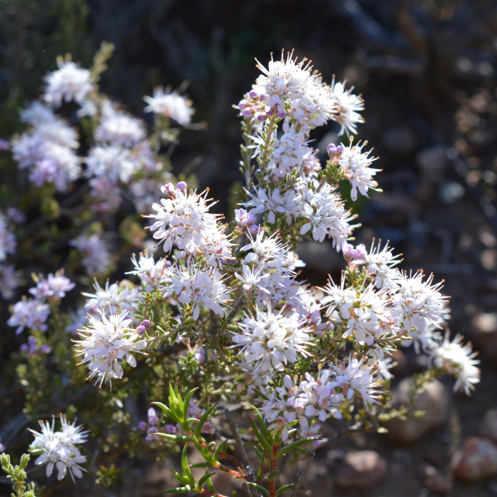 Agathosma capensis - Buchu