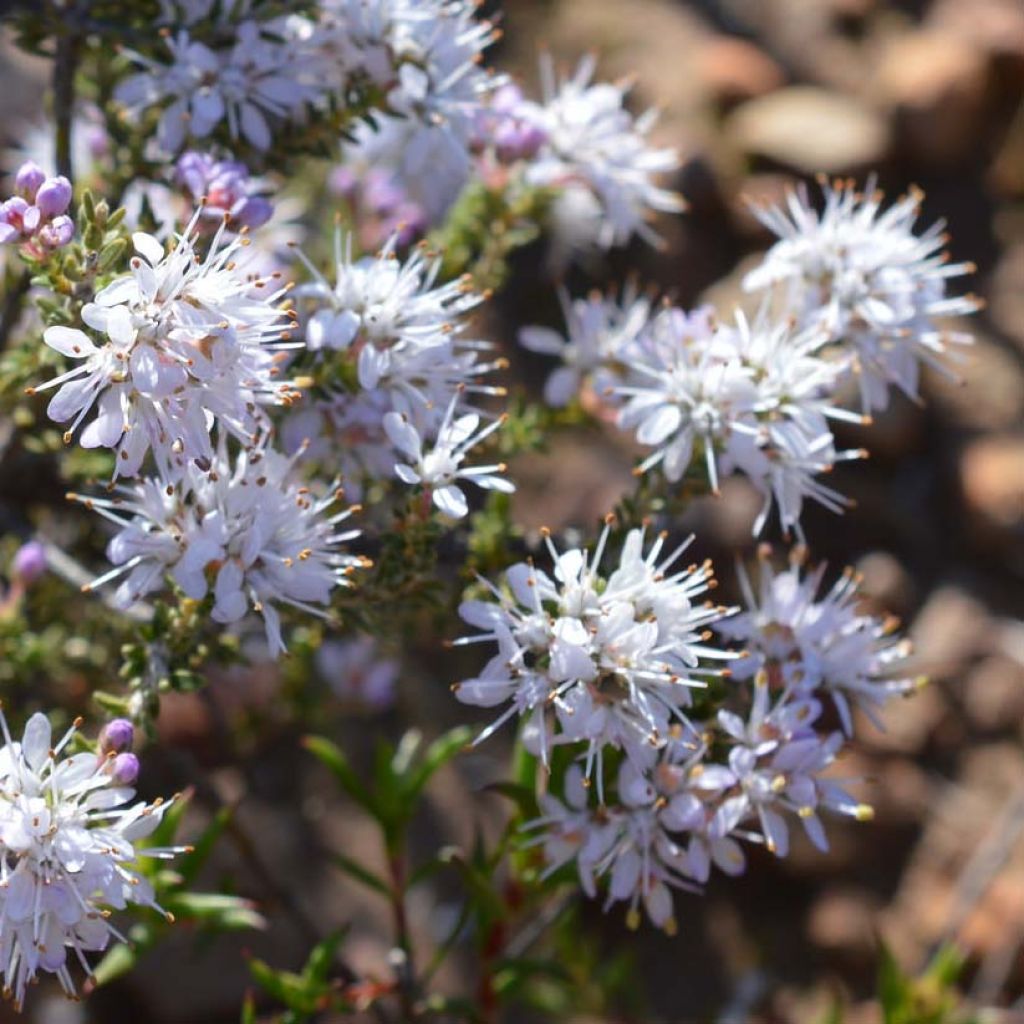 Agathosma capensis - Buchu du Cap