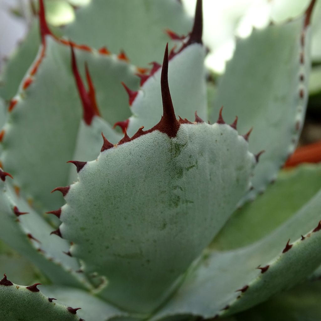 Agave Kikijokan