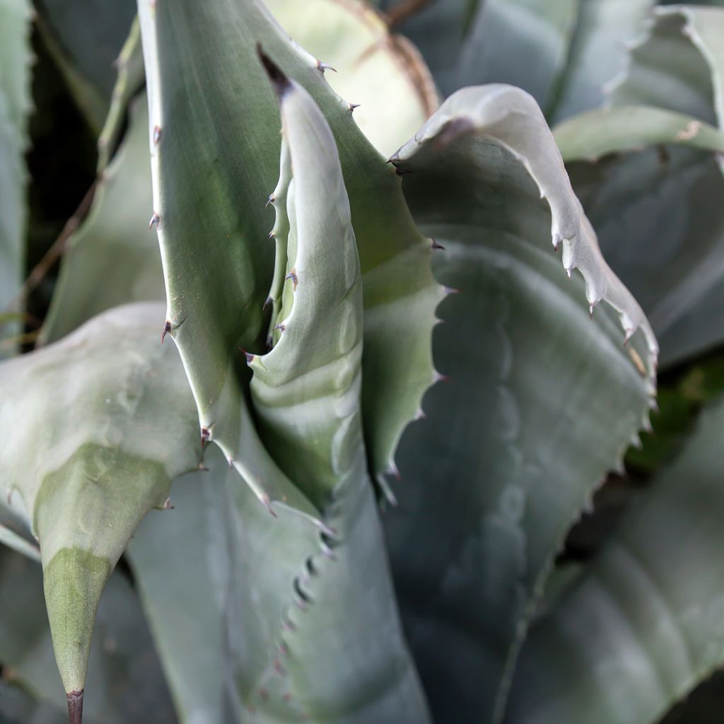 Agave americana - Amerikanische Agave