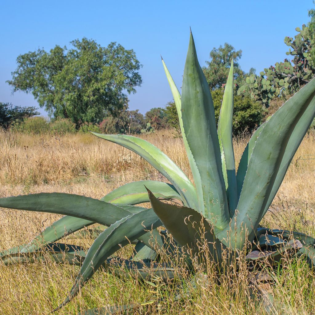 Agave americana - Amerikanische Agave