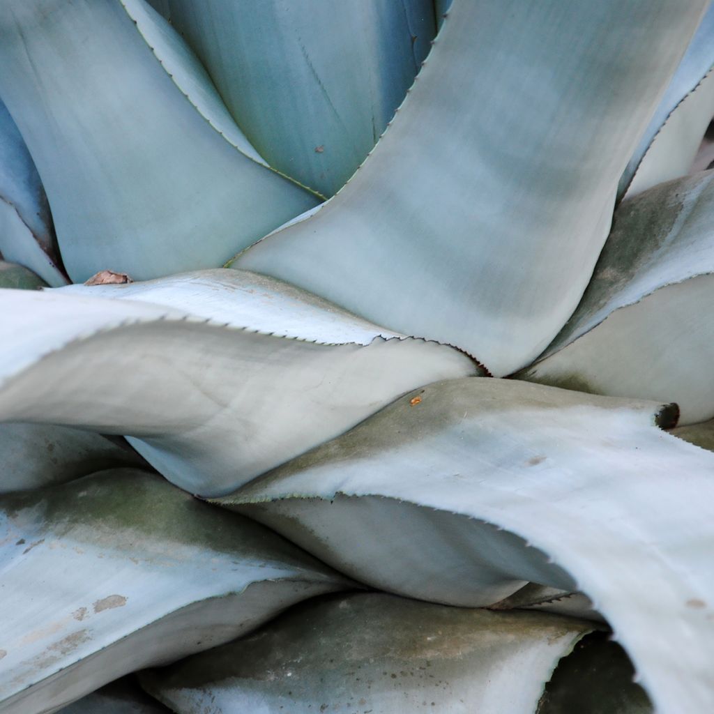 Agave americana - Amerikanische Agave