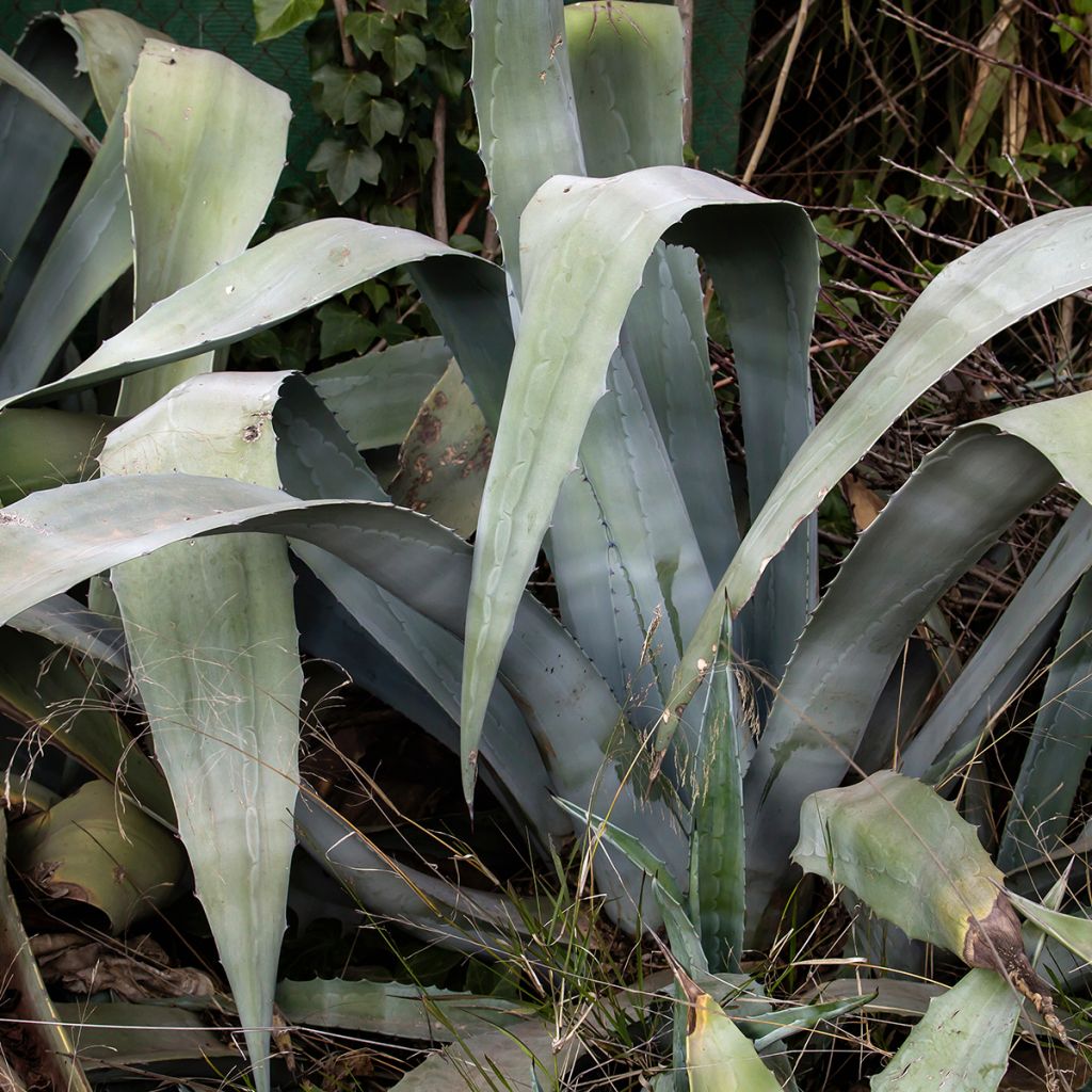 Agave americana - Amerikanische Agave