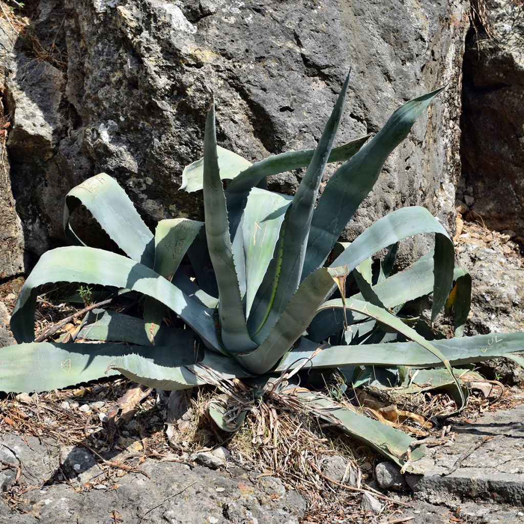 Agave americana - Amerikanische Agave