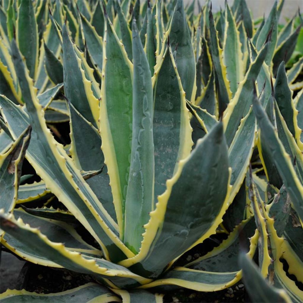 Agave americana Variegata - Amerikanische Agave