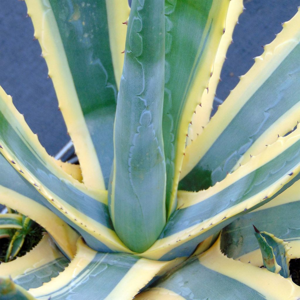 Agave americana Variegata - Agave d'Amérique panachée.