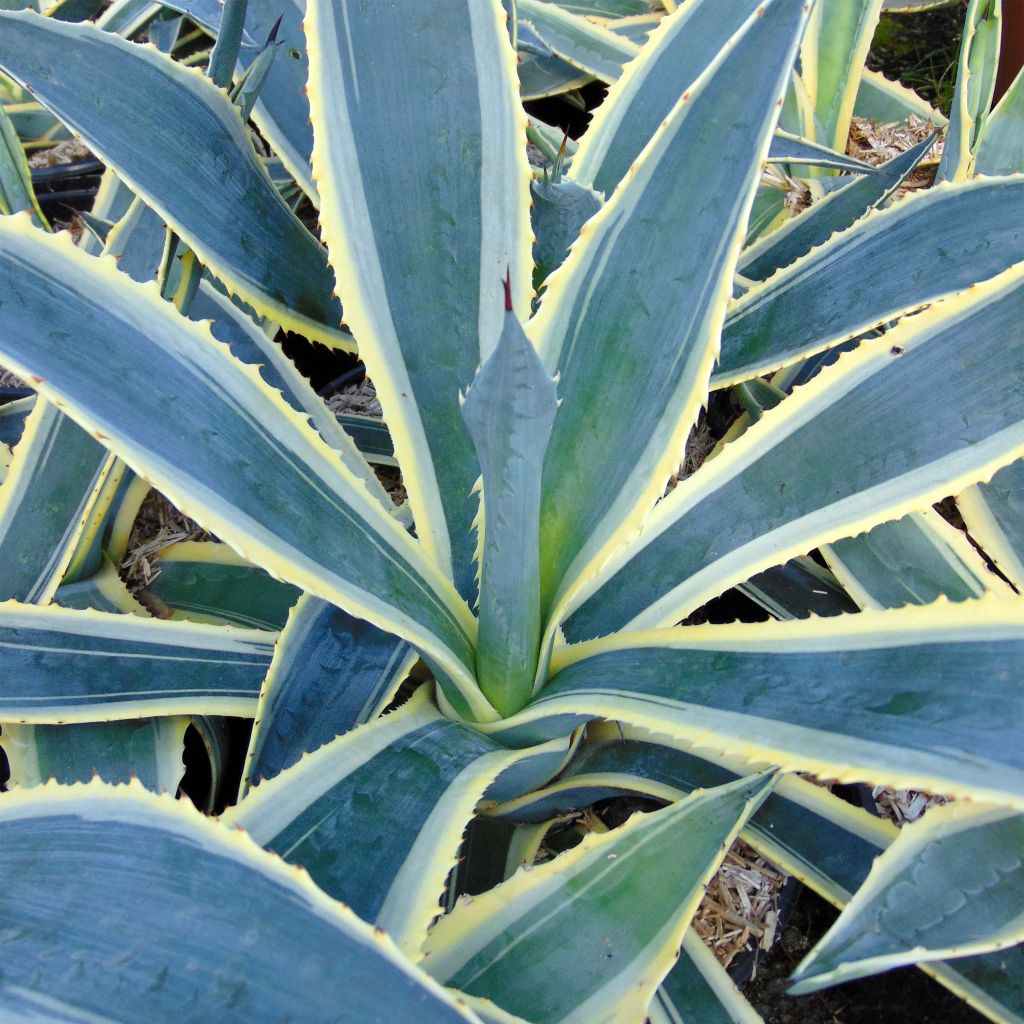 Agave americana Variegata - Agave d'Amérique panachée.