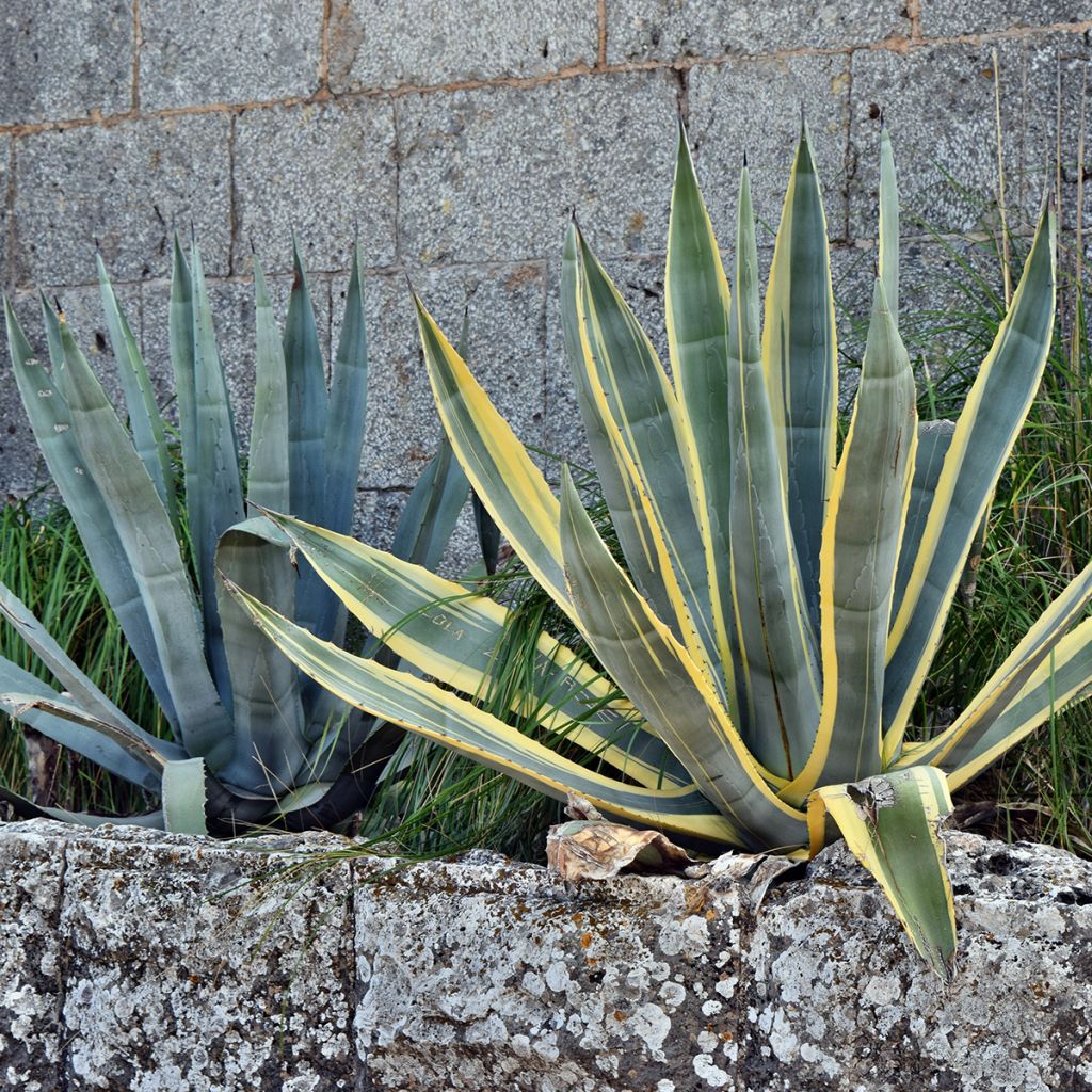 Agave americana Variegata - Amerikanische Agave