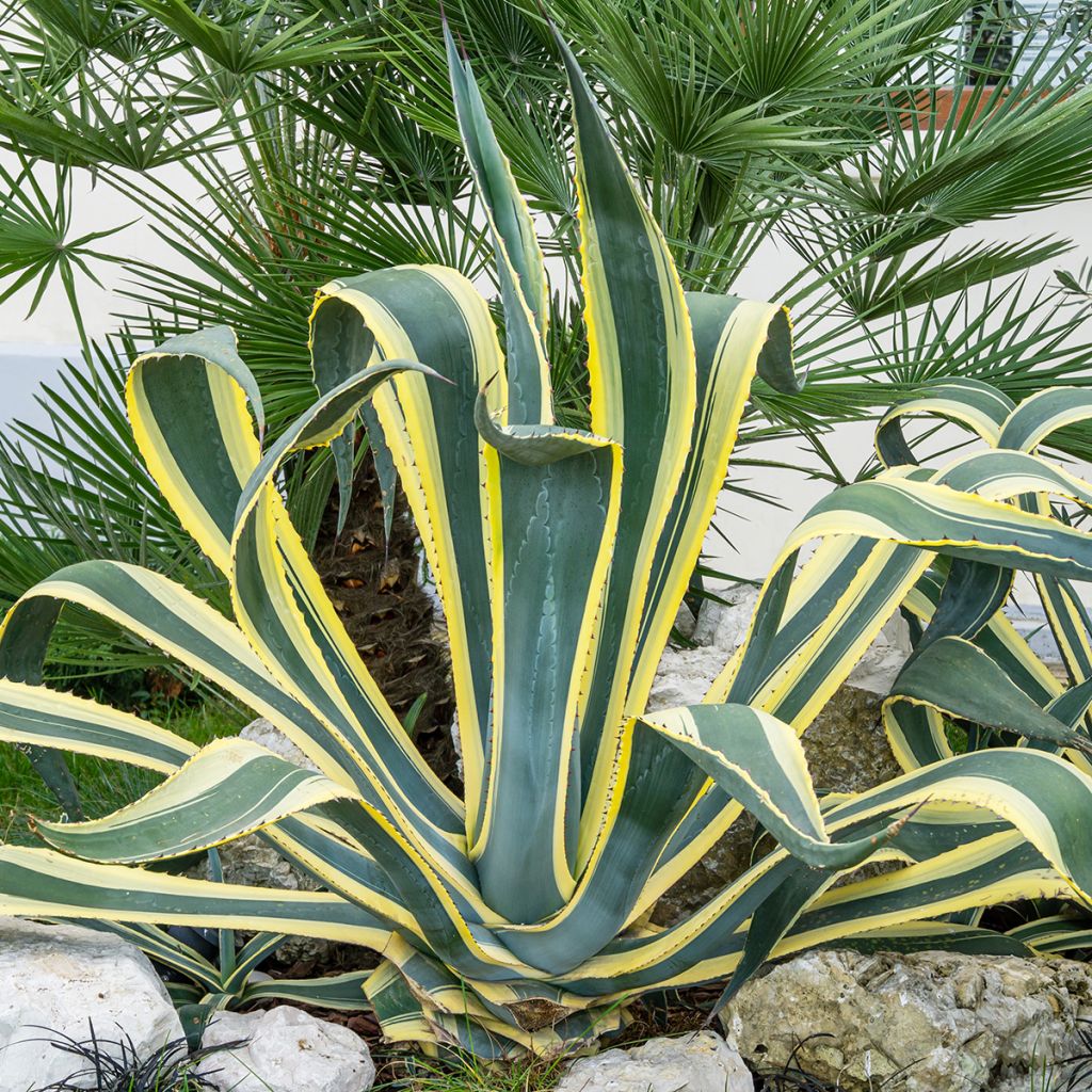 Agave americana Variegata - Amerikanische Agave